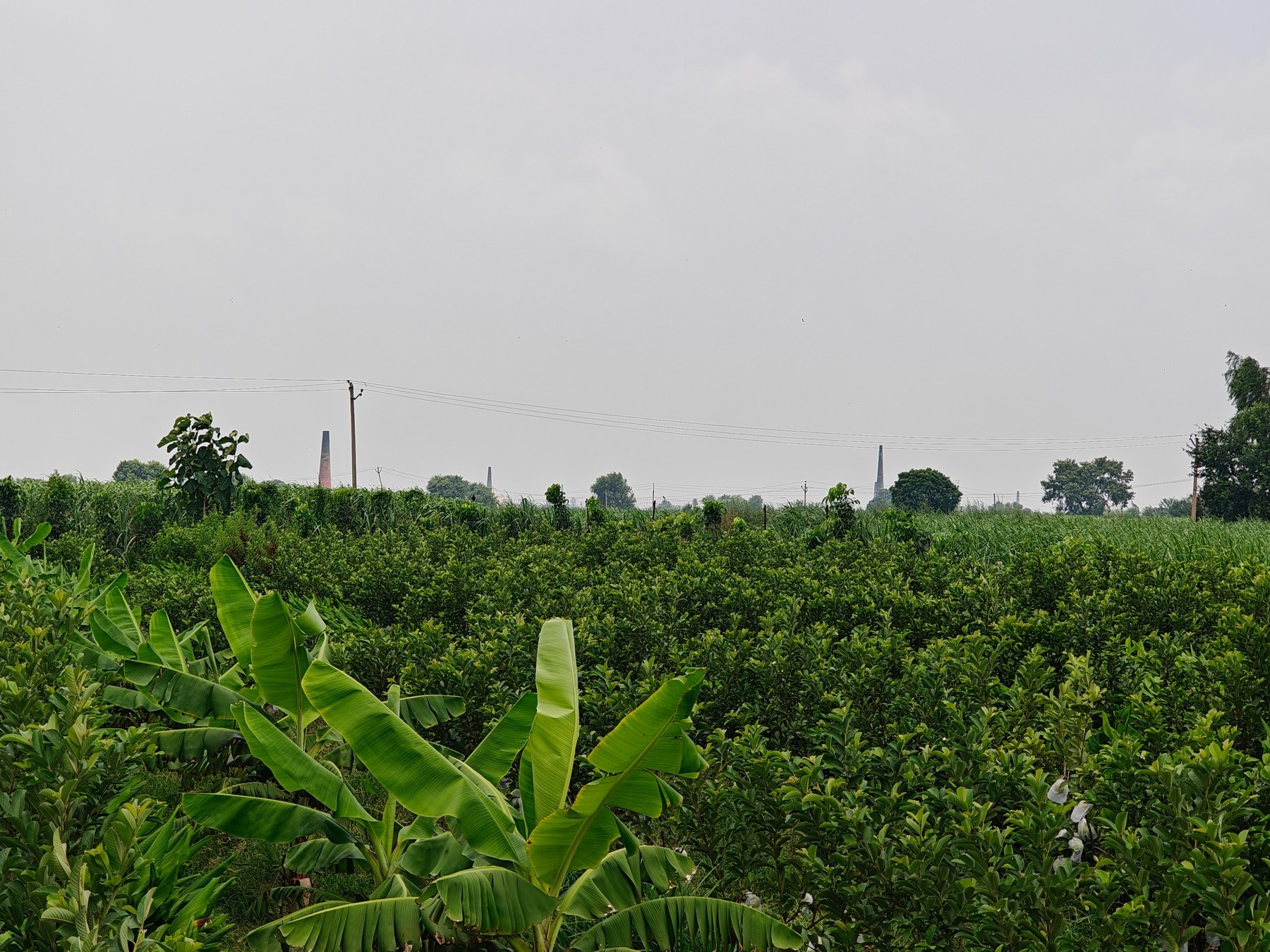 Green fields at Dhankhar Organic Farms