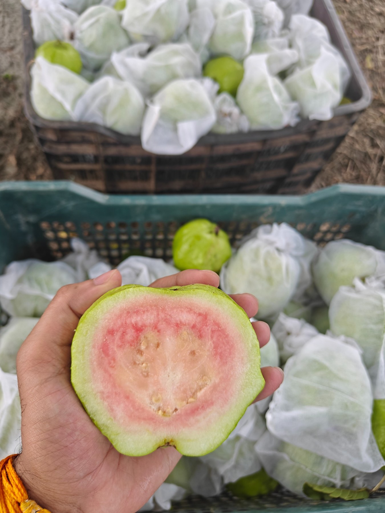 Guava harvesting and packing