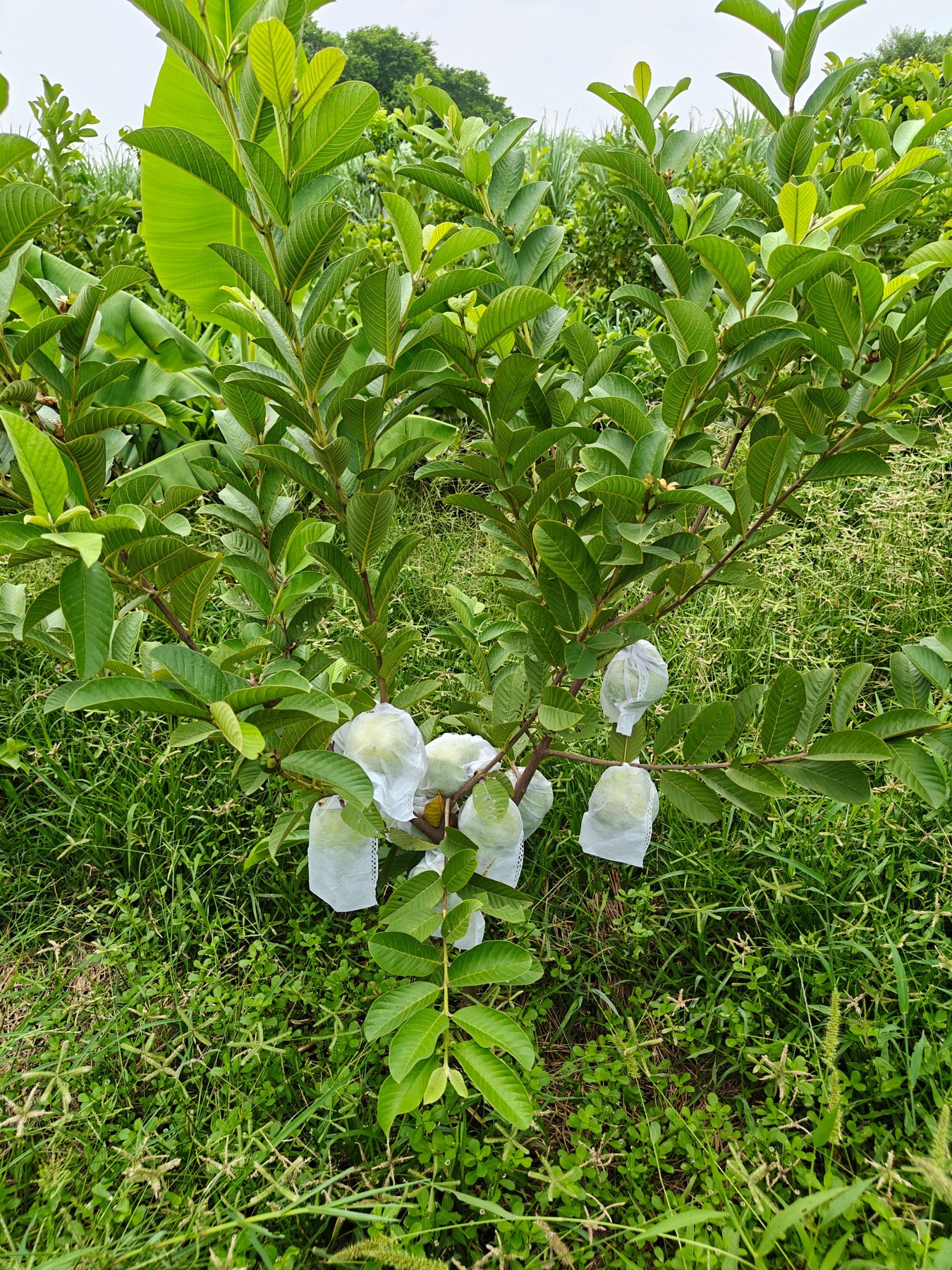 Guava plants at the farm